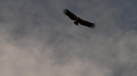 California condor