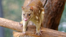 Hidden Cameras Catch Nearly Locally Extinct Carnivorous Quolls in Conservation Site —Australia