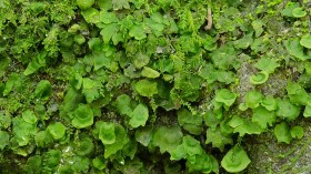 Rare Florida Bristle Fern Now Has 4000 Acres Designated Critical Habitat in Sumter and Miami-Dade Counties