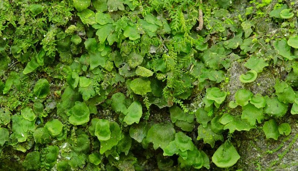 Rare Florida Bristle Fern Now Has 4000 Acres Designated Critical Habitat in Sumter and Miami-Dade Counties