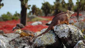 Hidden Trail Cameras Watching Pink Iguana Hatchlings in Galapagos Reveal Threats to Species