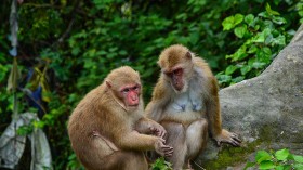 Older Female Rhesus Monkeys Save Remaining Energy for Family by Ditching Friends, Study Reveals