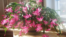 These 3 Tips Ensure Your Christmas Cactus Blooms Every Winter