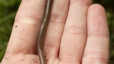 Identifiable by the contrast of a light gray or tan band against a dark body, the Asian crazy worm can be voracious and numerous enough to do serious damage to forests.