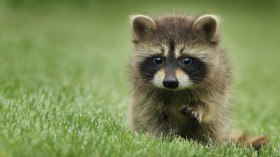 Woman Walks into a Bar with Wild Raccoon, Gets Charged with Misdemeanor Before End of 2022— North Dakota