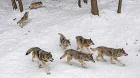 Disease Made Today's Wolf Fur Colors Possible, Study Shows