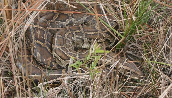 Burmese python