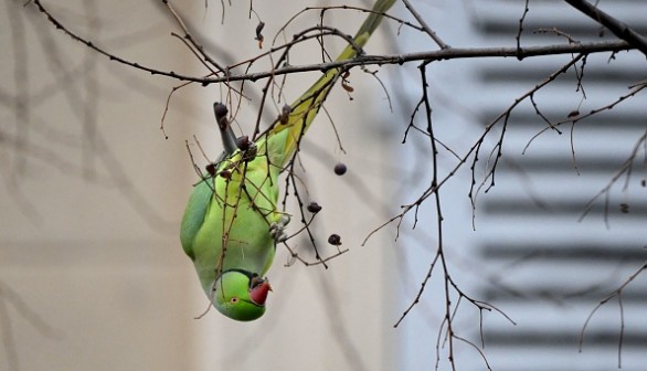 FRANCE-NATURE-ANIMAL-BIRDS