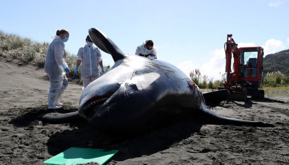 Over 2 Feet Rolled Hard Plastic Found Inside Dead 16-Foot Killer Whale, Shark Bites Found All Over Beached Carcass in Brazil