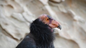 California condor