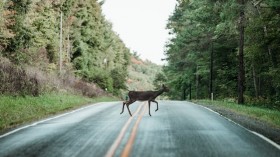 Deer in the Road