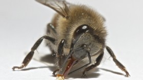 Bee Tongue