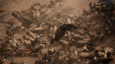 Mysterious Death of 40 Vultures Around North Carolina Water Tower Prompts Speculations: Poison or Avian Flu?