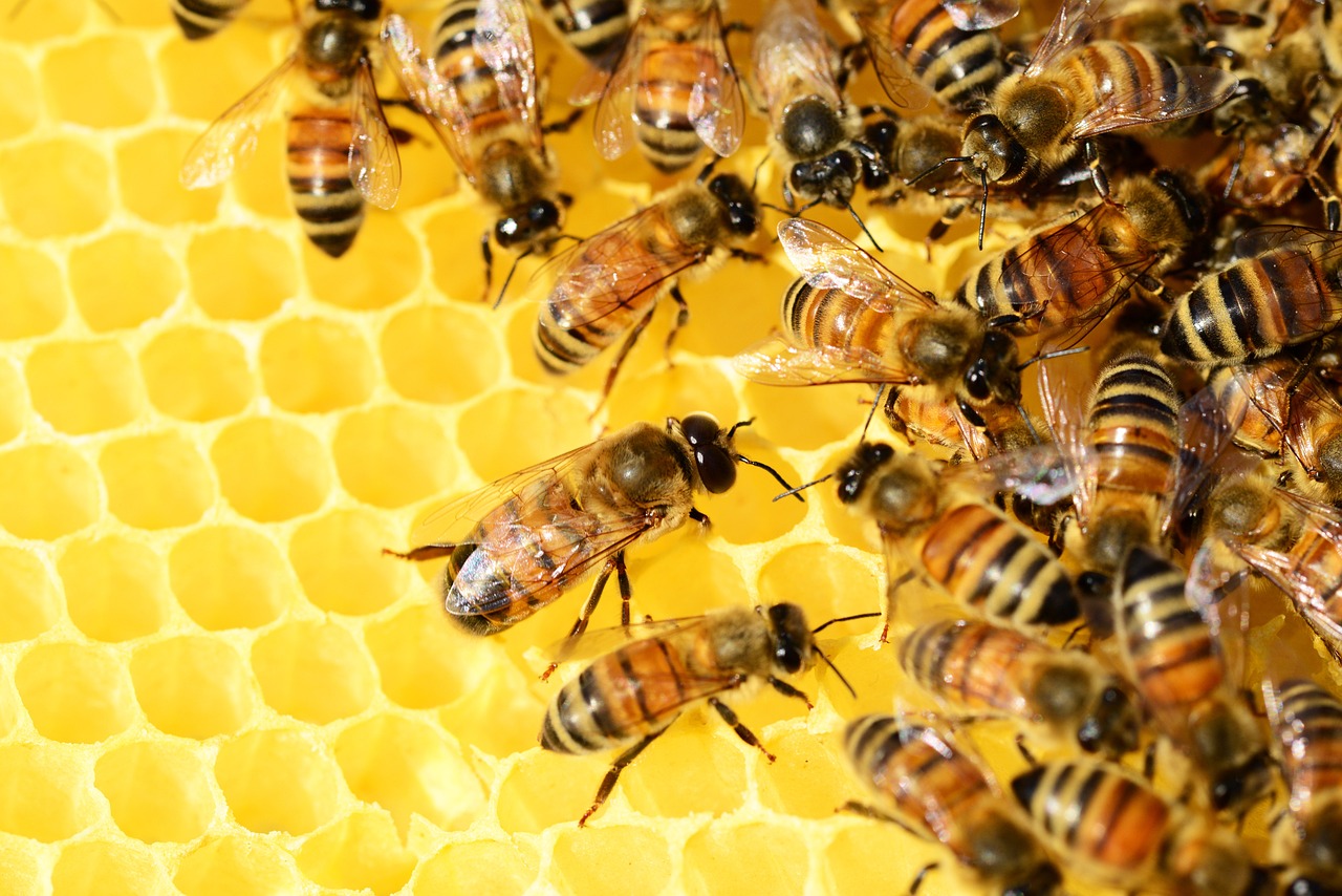 World's first honey bee vaccine, not a cure-all says beekeeper