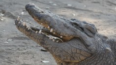 Brother Seizes Crocodile by Jaws, Saves 9-Year-Old Sister From Near-Fatal Bite —Namibia, Africa