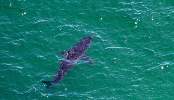 great white shark