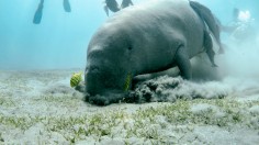 Florida Eager to House Manatees as New Rehab Nears Completion, First Feeding Trial Launched