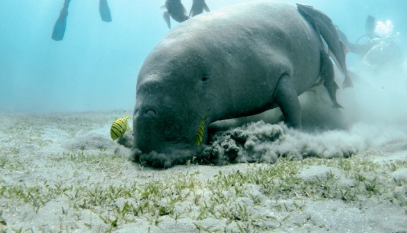 Florida Eager to House Manatees as New Rehab Nears Completion, First Feeding Trial Launched