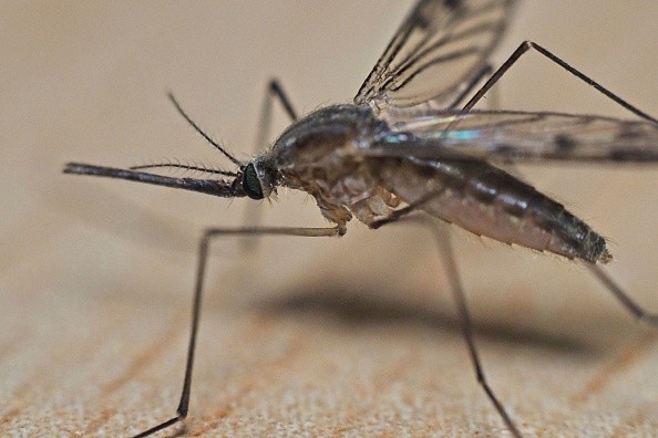 FRANCE-ANIMAL-INSECT-MOSQUITO
