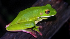 Coal Pollution Causes Sickness in Native Frogs of Australia National Park, Scientists Posit