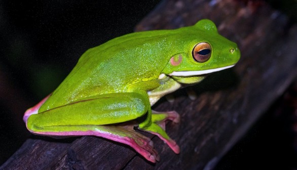 Coal Pollution Causes Sickness in Native Frogs of Australia National Park, Scientists Posit