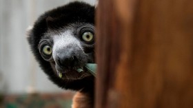 Crowned sifaka considered critically endangered species from Madagascar