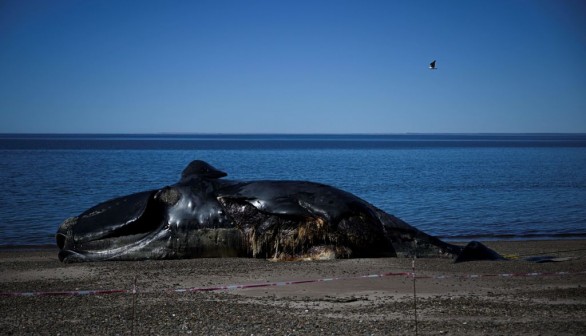 Dead Whale