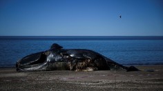 Dead Whale