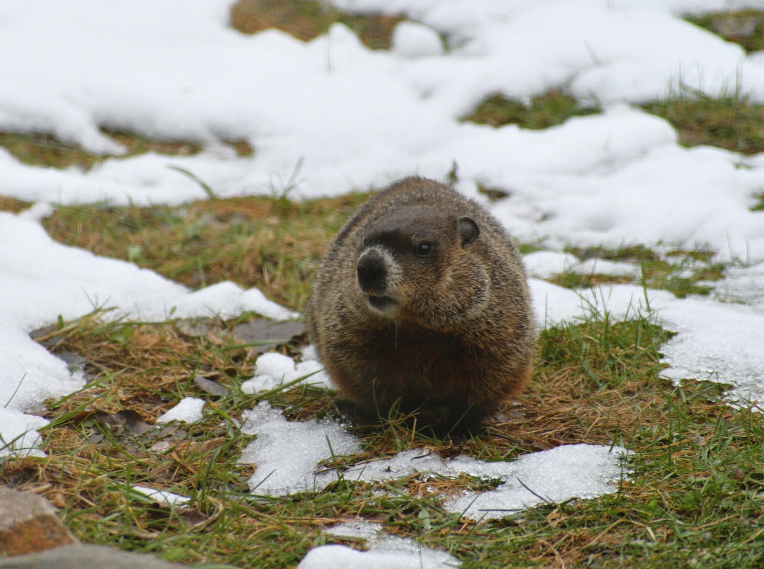 Groundhog Freddie Gets Ready for His Weather Forecast in West Virginia