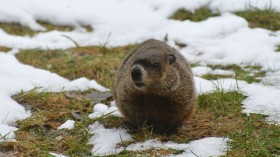 Groundhog Freddie Gets Ready for His Weather Forecast in West Virginia Wildlife Center, February 2