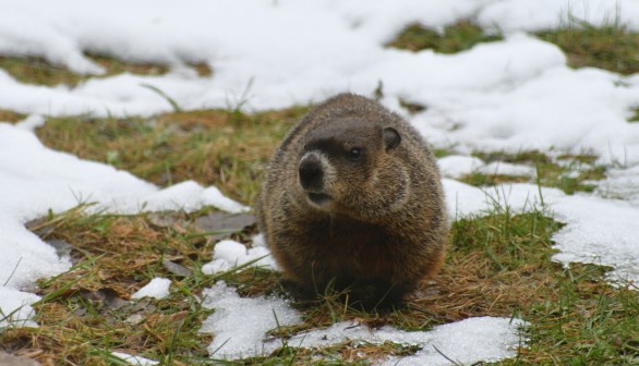 Groundhog Freddie Gets Ready for His Weather Forecast in West Virginia Wildlife Center, February 2