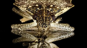 Stink Bug Closeup