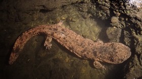 Japanese Giant Salamander