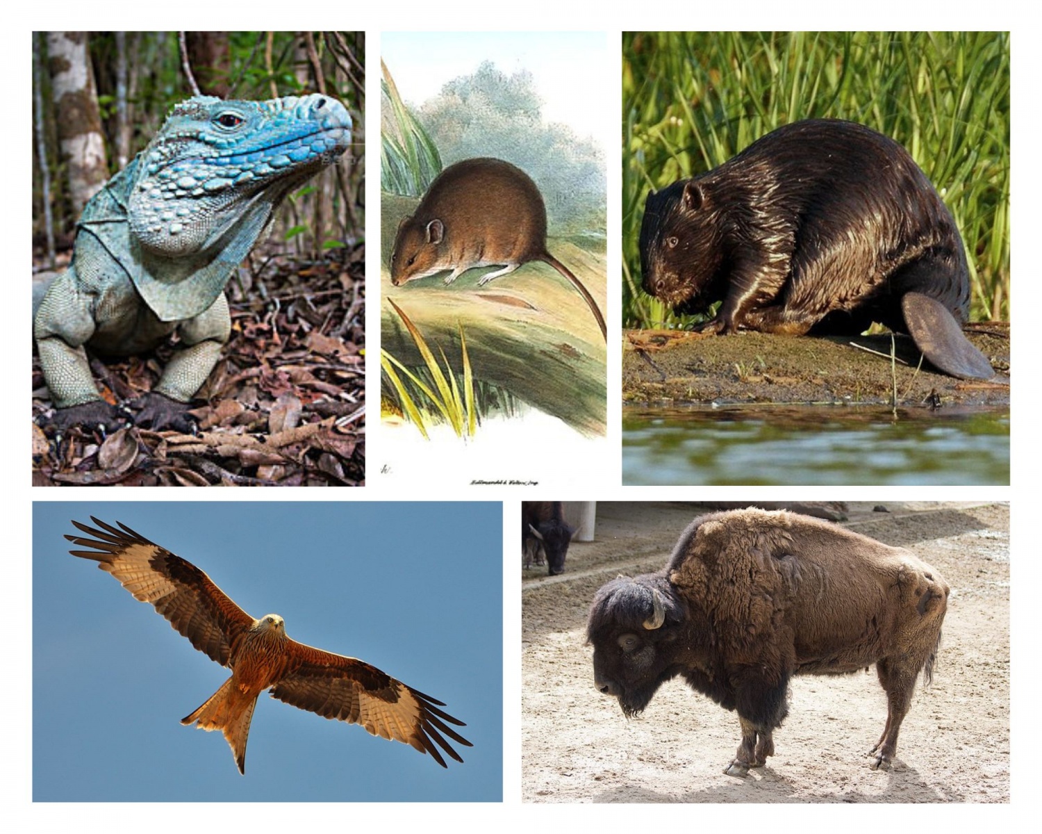 5 Extinct Animals and Endangered Species That Came Back to Life | Nature  World News