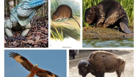 5 Extinct Animals and Endangered Species That Came Back to Life