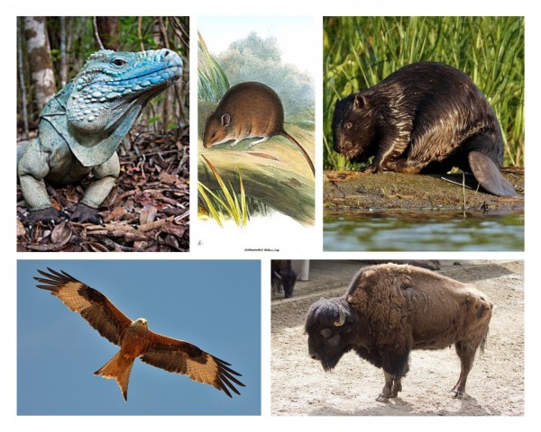 5 Extinct Animals and Endangered Species That Came Back to Life