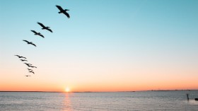 birds flying over the sea during the sunset photo
