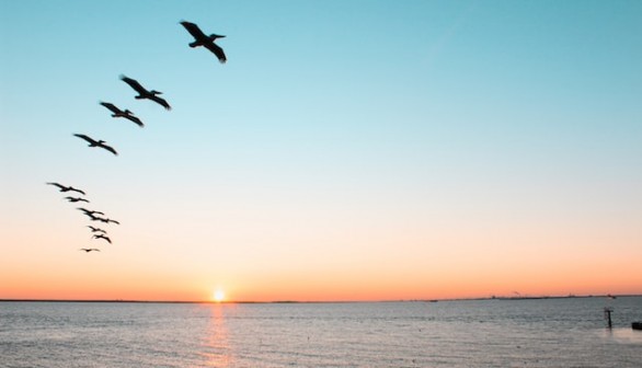 birds flying over the sea during the sunset photo