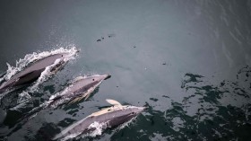 Noise Pollution From Shipping Makes Dolphins Whistle Louder But Less Effectively, Research Reveals
