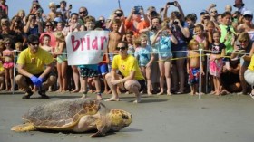 Briar the loggerhead sea turtle