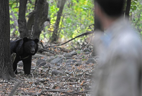 Oso negro del Himalaya