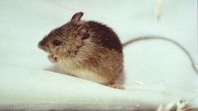 meadow jumping mouse