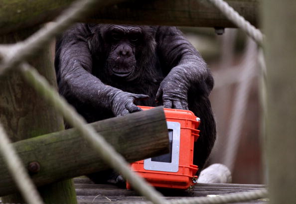 West African Chimpanzees Arrival at Chester Zoo in UK Gives Hopes for