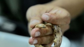 New Species Dwarf Boa Found in Andes Cloud Forest Patch, Scientists Say 