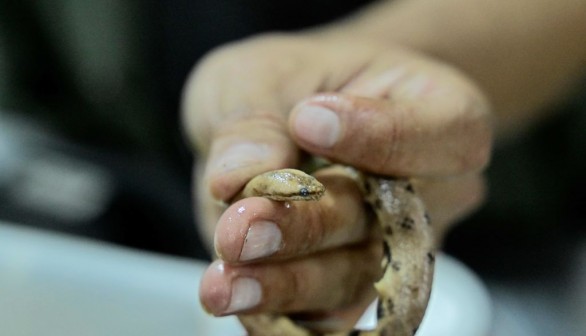 New Species Dwarf Boa Found in Andes Cloud Forest Patch, Scientists Say 