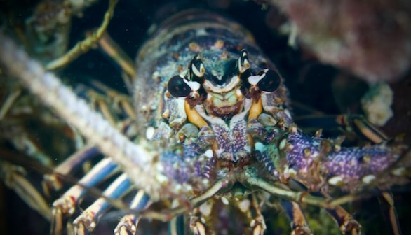 Lobster, Key West