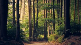 Beautiful woodland path