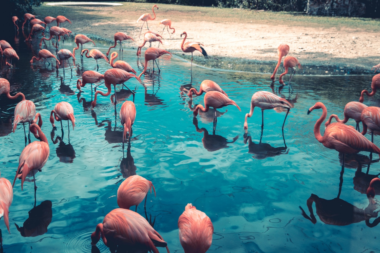 8 Unusual Facts About The Exotic Species Flamingo | Nature World News