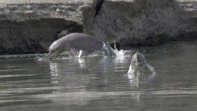 Indus river dolphin