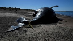 Dead Whale Stranding